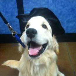 Golden Retrievers from SunMist Golden Retrievers