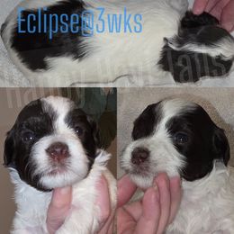 Eclipse - Chocolate male Havanese puppy in Kansas City, Missouri from Happy Havi Tails