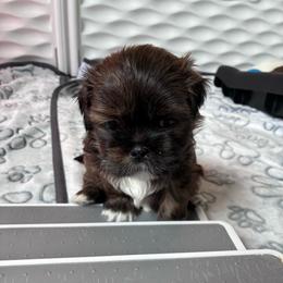 Bandit - male Shih Tzu puppy in Kettering, Ohio from The Ruff Life Tribe