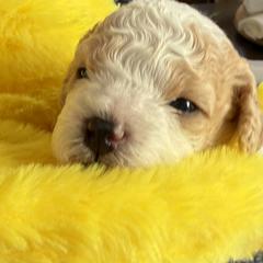 Cosmo - Sable and white male Cavachon puppy in Springfield, Massachusetts from Caraid Cavachons