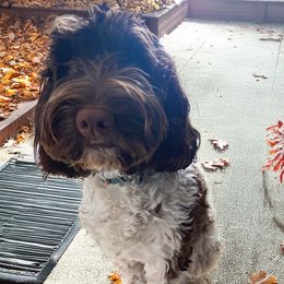 Australian Labradoodle puppies from NorthStar Labradoodles, LLC.
