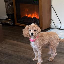 Poodles, Shih Tzus, and Yorkshire Terriers from Precious Pup Royale LLC