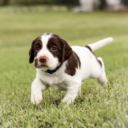 Midnight - Liver and white male English Springer Spaniel puppy in Lynchburg, Virginia from Southern Springers