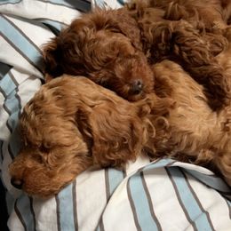 Basset Hounds and Poodles from Toy Poos and Hoounds