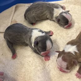 Blue Male - Blue male Boston Terrier puppy in Mc Donough, Georgia from Ballard Boston Terriers