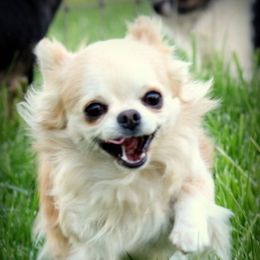 Rodeo - Chihuahua