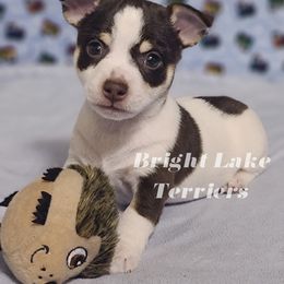 Loyal - White and chocolate Teddy Roosevelt Terrier puppy in Milaca, Minnesota from Bright Lake Terriers