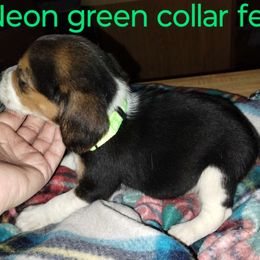 Girl 4 - Beagle puppy from Lacy's Beagles