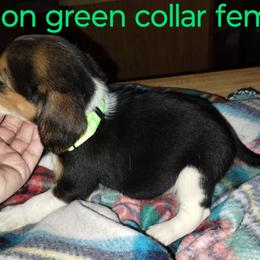 Girl 4 - Beagle puppy from Lacy's Beagles