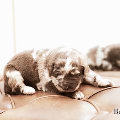 Beaumont - male Newfypoo puppy in Marshallville, Ohio from Windy Hill Dogs