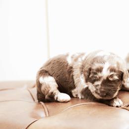 Beaumont - male Newfypoo puppy in Marshallville, Ohio from Windy Hill Dogs