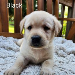 Black collar - Yellow male Labrador Retriever puppy in Mossyrock, Washington from White River Labradors