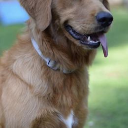 Goldendoodles and Golden Retrievers from The Farm at Saluda Ridge