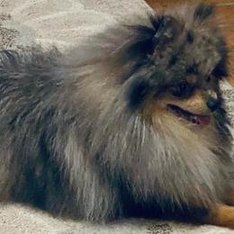 Jasper - Pomeranian