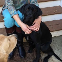 Molly - Labrador Retriever