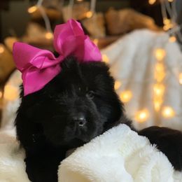 Girl 4 - Newfoundland puppy in Barnesville, Pennsylvania from O’s Ranch Newfoundland’s