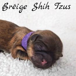AKC Red Female (Purple Collar) - Red female Shih Tzu puppy in Las Vegas, Nevada from Beirin Breige Shih Tzus