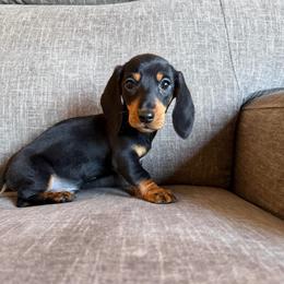 Max - Black and tan male Dachshund puppy in Tonopah, Arizona from Brandie's Dachshunds