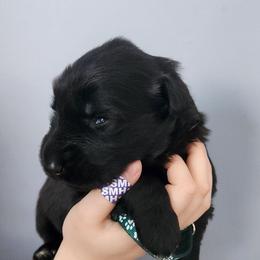 Theodore - Black male German Shepherd puppy in White Cloud, Michigan from Von WestLynn German Shepherds