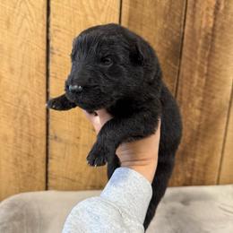 Lime - Black male German Shepherd puppy in Terra Alta, West Virginia from Shepherd Country Farm and Kennels