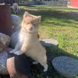 Kenai - Red and white male Pomsky puppy in Rathdrum, Idaho from Smart Pomskies and Frenchies