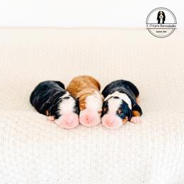 Bernedoodle puppies from 3|17 Korte Bernedoodles LLC
