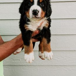 Bernese Mountain Dog Puppies from Pleasant Lake Bernedoodles & BMDs