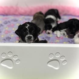 Beautiful Puff Boy - Black and white male Chinese Crested puppy in Tomball, Texas from Gracieux Chinese Cresteds