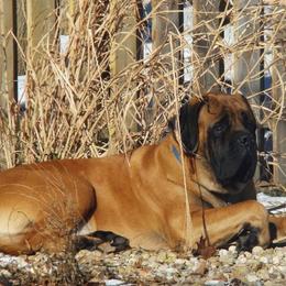 Mastiff Puppies from Celtic's Mastiffs