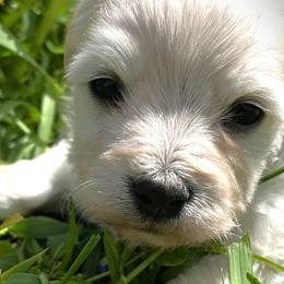 Axe - White male Coton de Tulear puppy in Rubicon, Wisconsin from Darryl's Cotons de Tulear