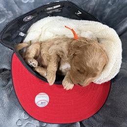 Ozzy - Apricot male Goldendoodle puppy in Huntington, Utah from Krispydoodle