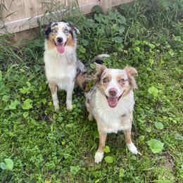 Cassiopeia - Blue merle female Australian Shepherd puppy in Kenosha, Wisconsin from Out of this World Aussies