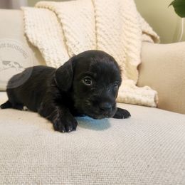 Blanche - Black and cream female Dachshund puppy in Dighton, Massachusetts from Powerdox Dachshunds