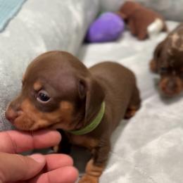 Woody - Chocolate and tan male Dachshund puppy in Clovis, California from Lil Sausage Co