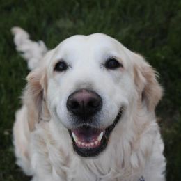 Reiny - Golden Retriever