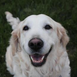Reiny - Golden Retriever