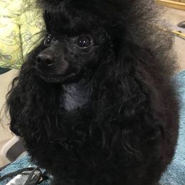 Cocker Spaniels and Poodles from Artep Toy Poodles and Cocker Spaniels