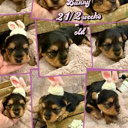 Bunny - Black and tan female Yorkshire Terrier puppy in Tangipahoa County, Louisiana from Riche’ Louisiana Yorkies