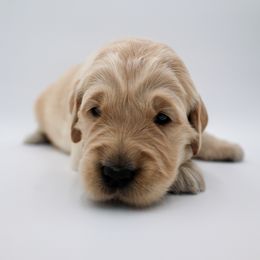 Golden Retriever Puppies from Wild Hearts Goldens