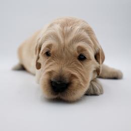 Golden Retriever Puppies from Wild Hearts Goldens