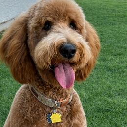 Rosie - Goldendoodle