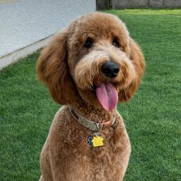 Rosie - Goldendoodle