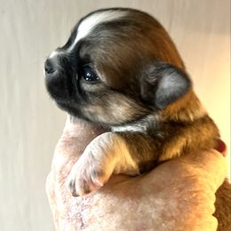 Grace - Fawn and white female Chihuahua puppy in Tecumseh, Oklahoma from Callie’s Happy Chihuahuas, Callie’s Happy Treasures LLC