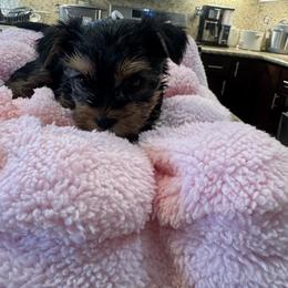 Doll face  teddy bears - Tan and white female Yorkshire Terrier puppy in Riverside, California from Playful Puppies