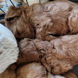 Cavapoo Puppies from Prince Pups