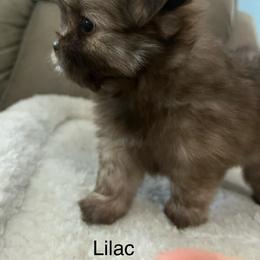 Lilac Shiranian - Brindle female Companion Cross puppy in Avoca, Michigan from Repurposed Paradise Farm