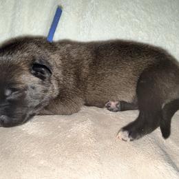 Blue Collar - Mahogany male Belgian Malinois puppy in Trenton, Georgia from Laeknir K9