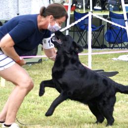 English Springer Spaniels and Labrador Retrievers from Brae Kennels