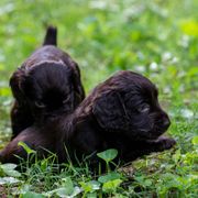 Boykin Spaniel Puppies from Able Elite Canines