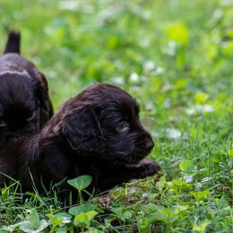 Boykin Spaniel Puppies from Able Elite Canines